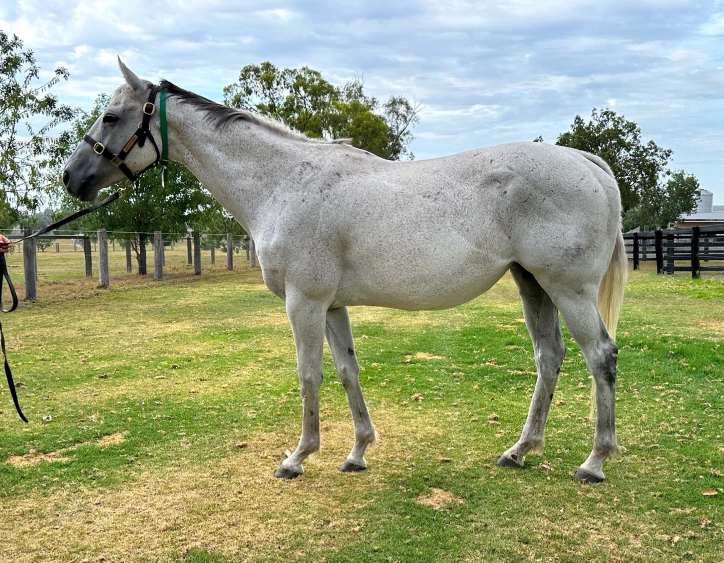 2023 NOVEMBER (Late) Online Sale Inglis Digital Online Auctions